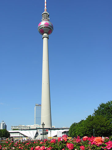 Fernsehturm und Rosen Foto 