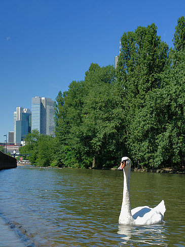 Foto Main mit Schwan - Frankfurt am Main