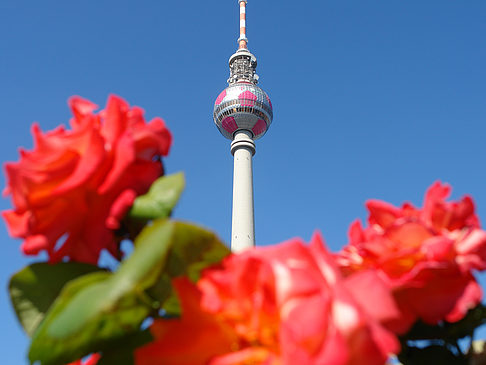 Foto Fernsehturm und Rosen