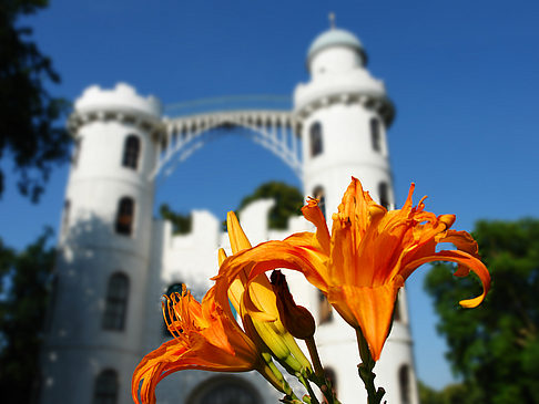 Fotos Blumen auf der Pfaueninsel | Berlin