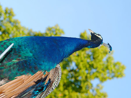 Fotos Pfau