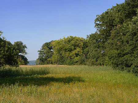 Wiese auf der Pfaueninsel