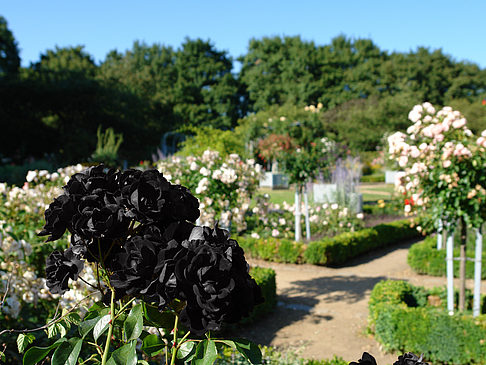 Planten un Blomen - Rosengarten Fotos