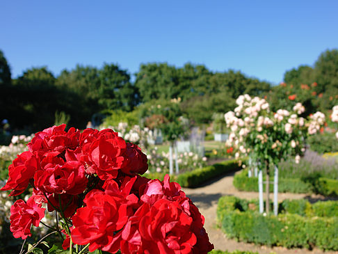 Planten un Blomen - Rosengarten