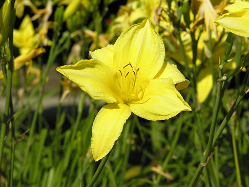 Planten un Blomen - Wiese am Parksee Fotos