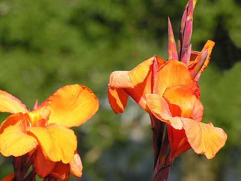 Foto Planten un Blomen - Wiese am Parksee