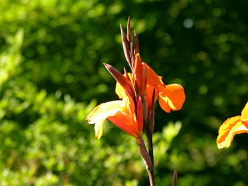 Planten un Blomen - Wiese am Parksee Foto 