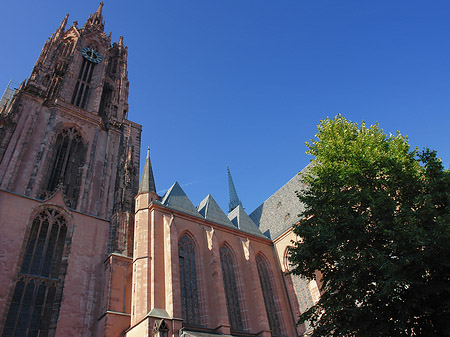 Foto Kaiserdom St. Bartholomäus mit Baum - Frankfurt am Main