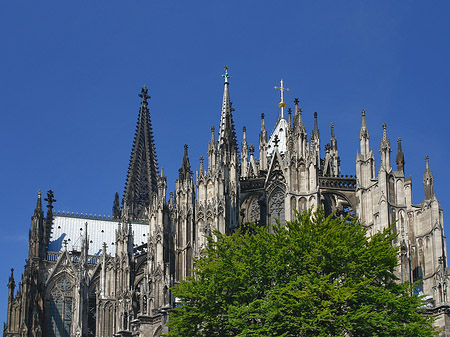 Foto Kölner Dom mit Baum - Köln