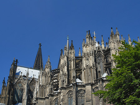 Kölner Dom mit Baum Foto 