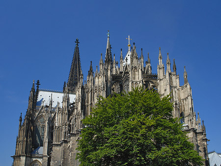 Foto Kölner Dom mit Baum - Köln