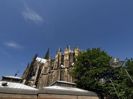 Foto Kölner Dom mit Baum - Köln