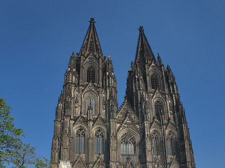 Fotos Kreuzblume vor Kölner Dom | Köln